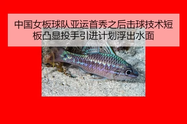 中国女板球队亚运首秀之后击球技术短板凸显投手引进计划浮出水面（Kering）